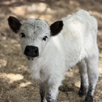 Sylvie profile picture