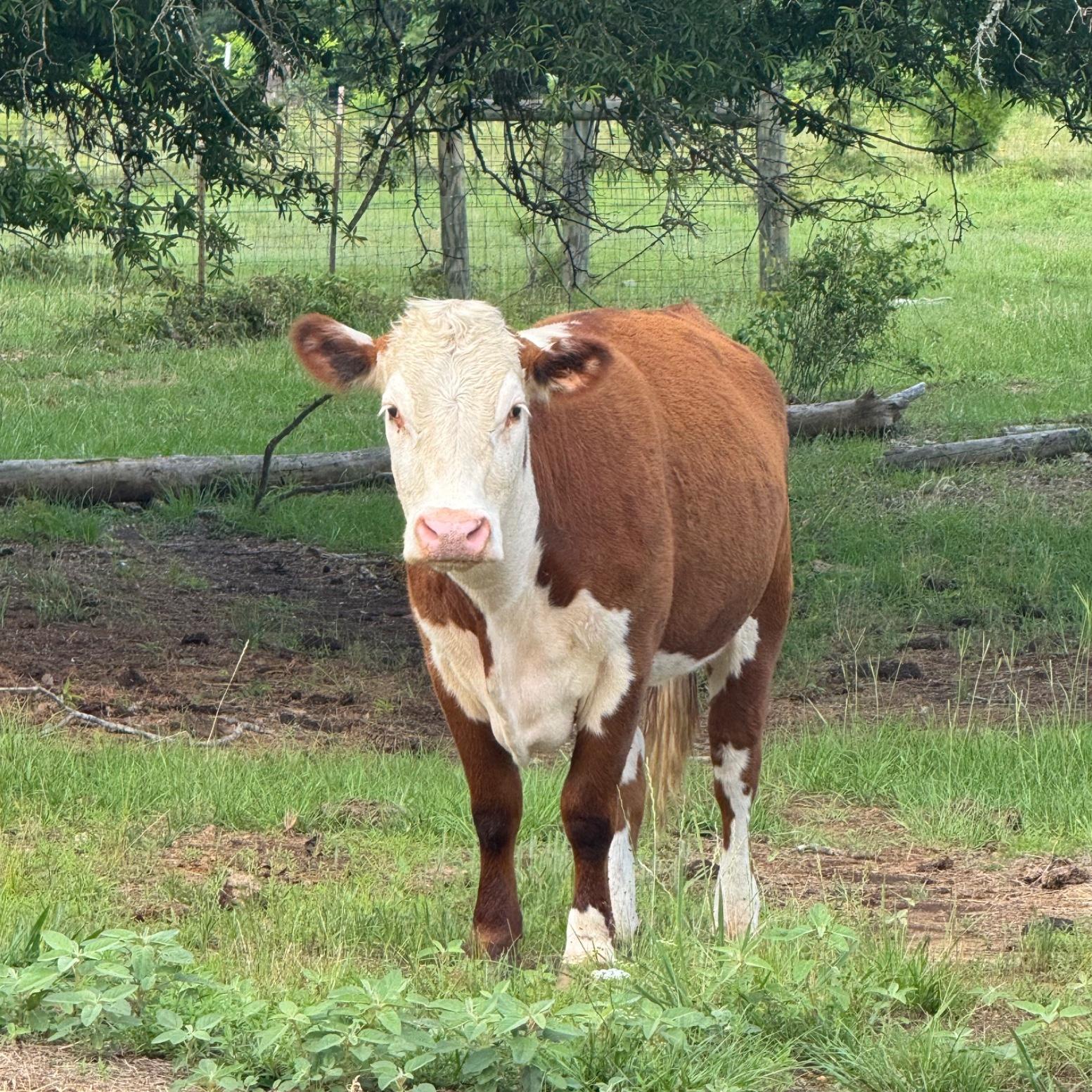 Betty
