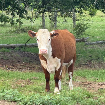 Betty profile picture