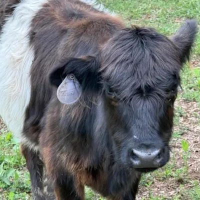 Dottie profile picture