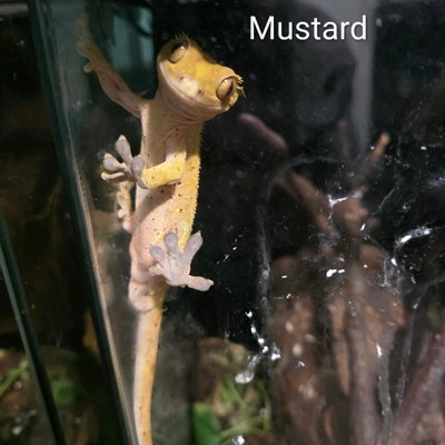 Mustard profile picture