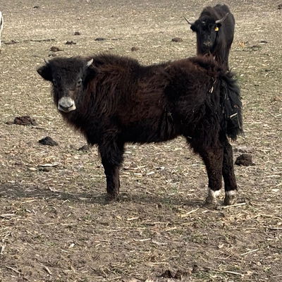 Yak bull calf profile picture