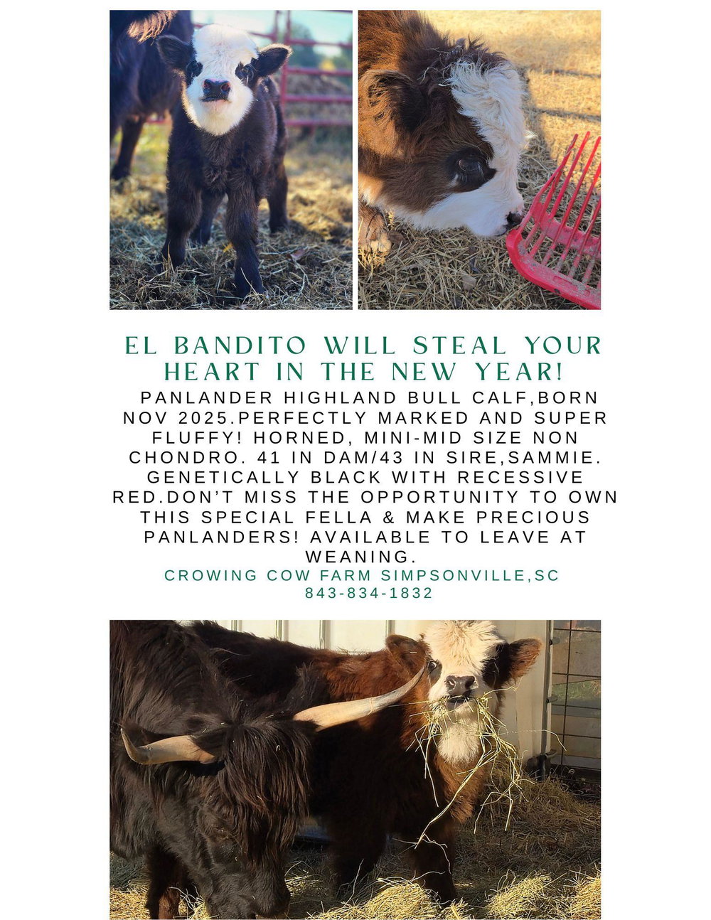 El Bandito, photo 4