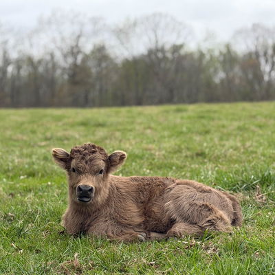 Honey Bun profile picture