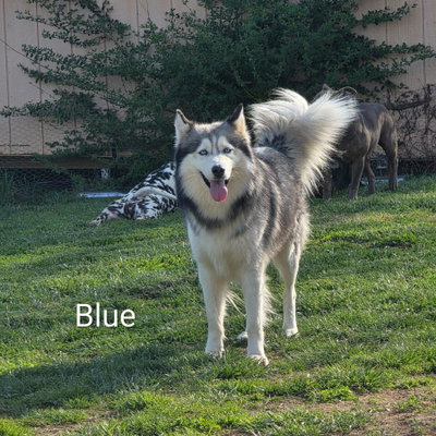Blue profile picture