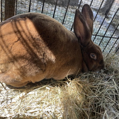 Taffy profile picture