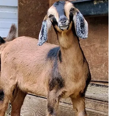 Sugar profile picture