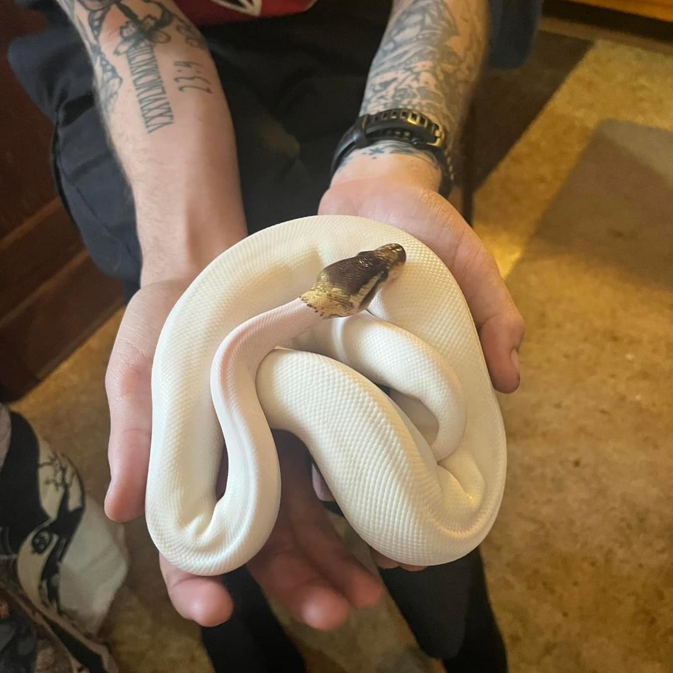 Nausica