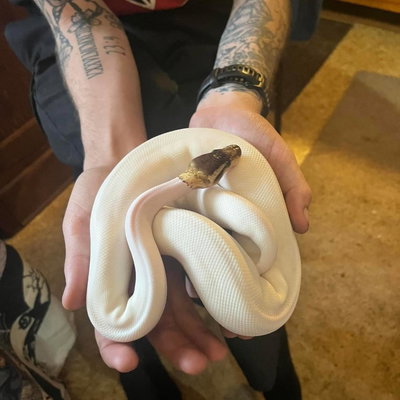 Nausica profile picture