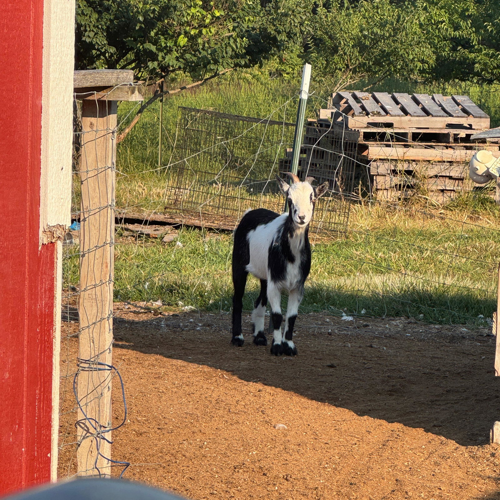 Oreo