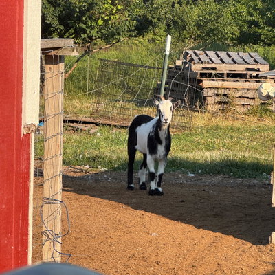 Oreo profile picture
