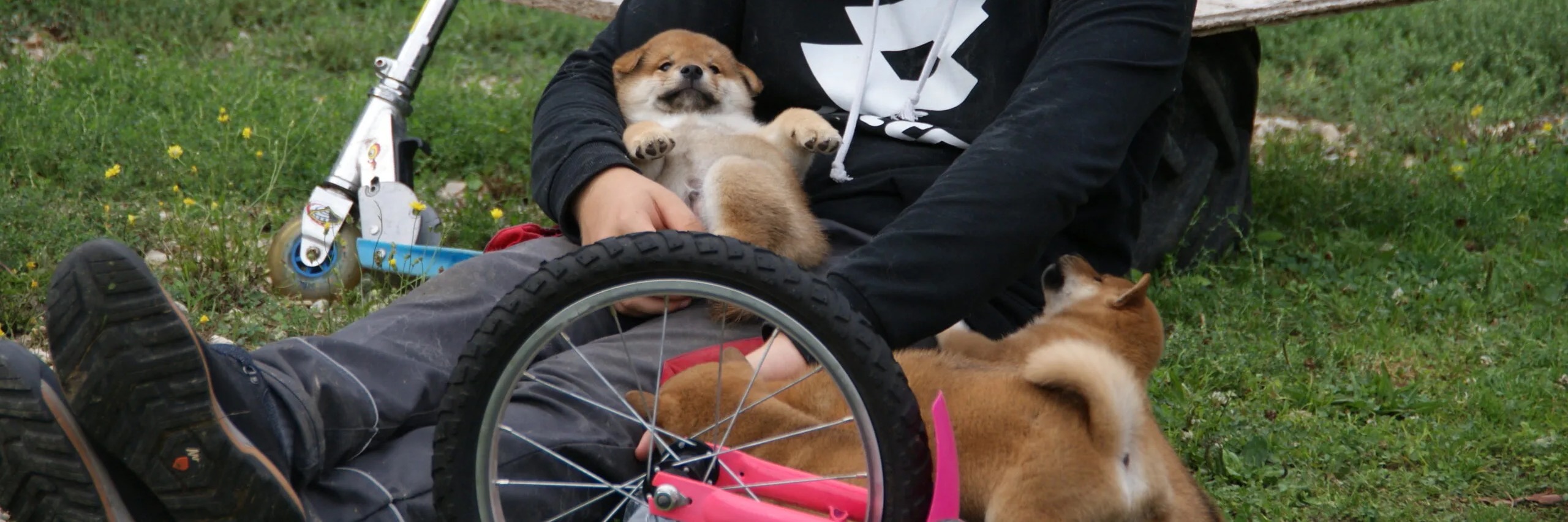 Shiba Inu Haven profile cover image