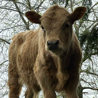 Morty profile picture