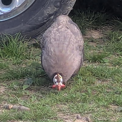 Guinea-etta profile picture