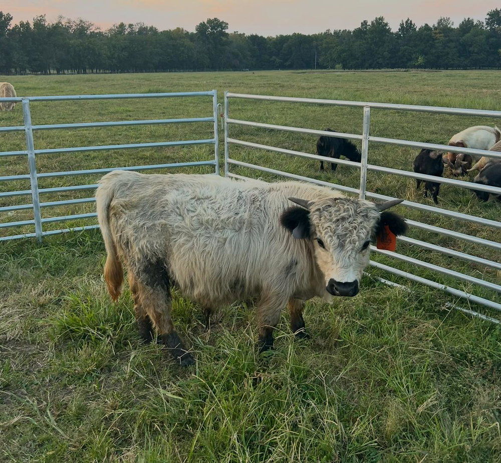 A Peculiar Farm Harley, photo 2