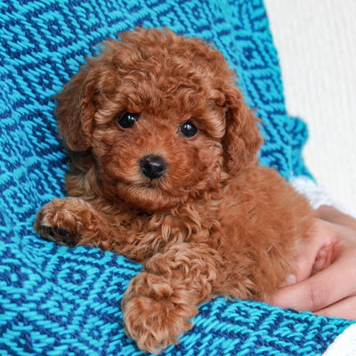 Caspian profile picture