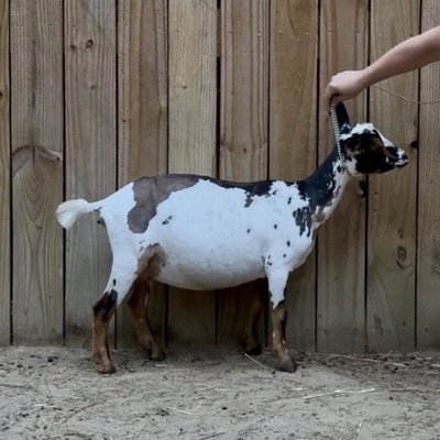 Infinity Critters Miley Cypres profile picture