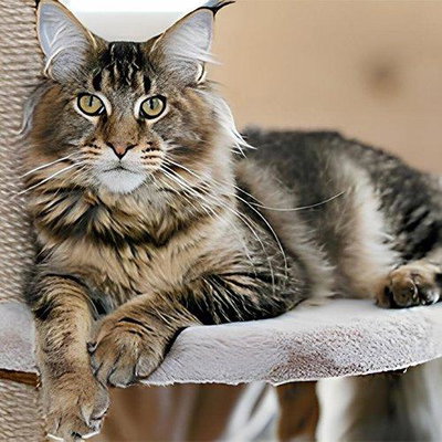 Belladolcemainecoons profile picture
