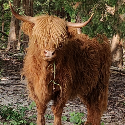 Roxy profile picture