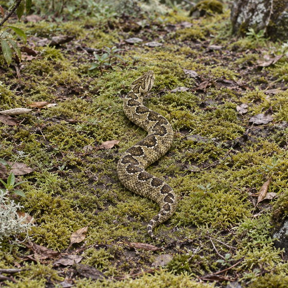 Ethiopian mountain adder