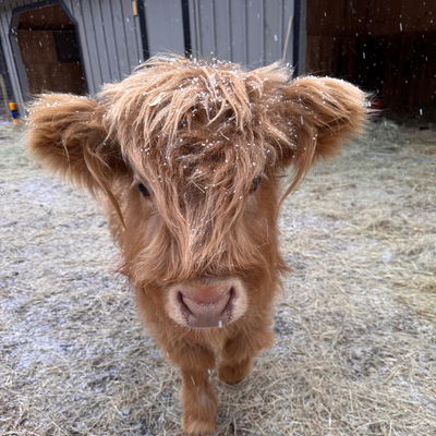 Beau profile picture