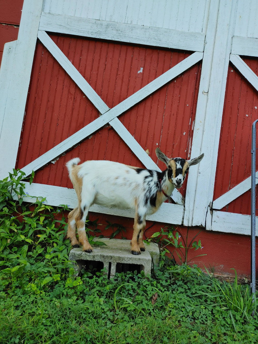 Goat Hangout, photo 2