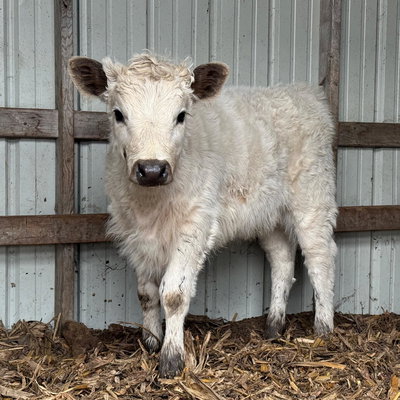 HighPark Heifer profile picture