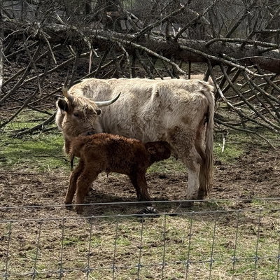 HHF Faith profile picture