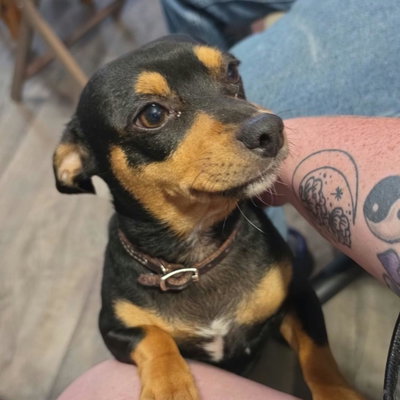 Rocky profile picture