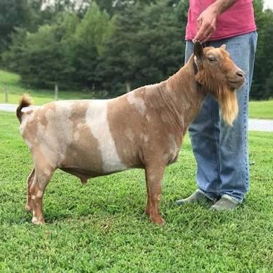 Old Mountain Farm Cyrus Quinn +*B profile picture