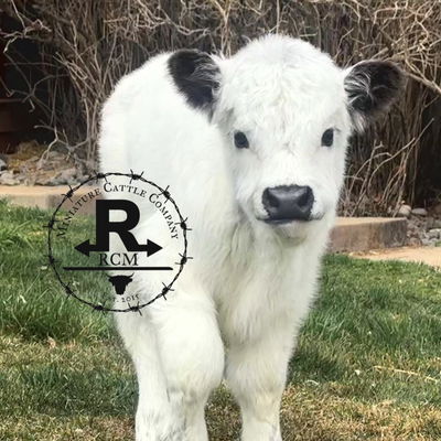 RCM Gertie profile picture