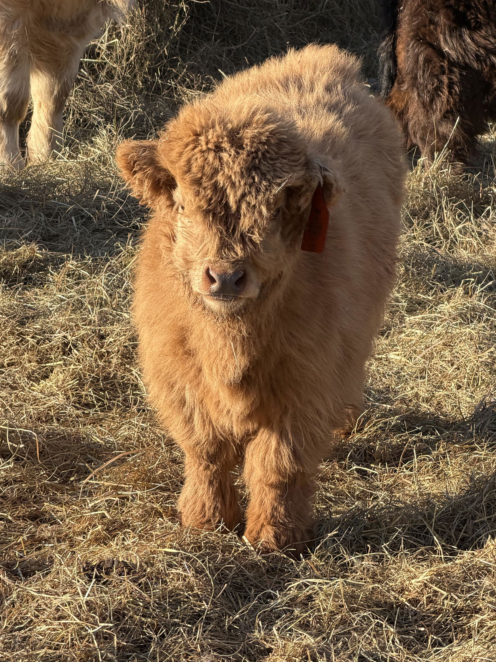 A Peculiar Farm Thing