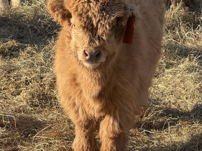 A Peculiar Farm Thing