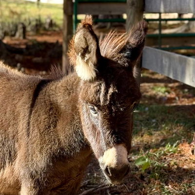 Eponine profile picture