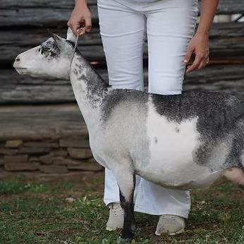 GCH Farm Oldesouth Special Edition 1*M (GVVV) 86 profile picture