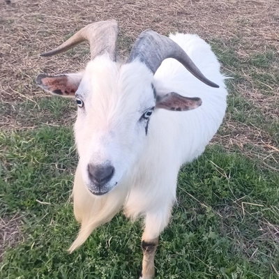 Gus profile picture