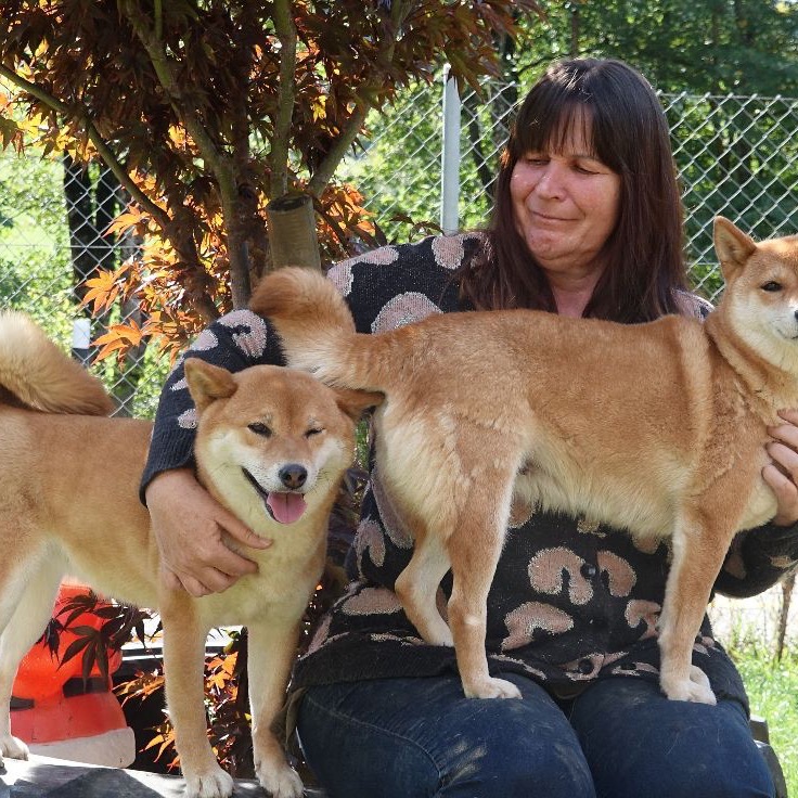 Shiba Inu Haven profile picture