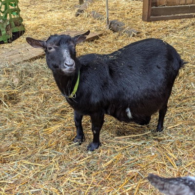 Sweet Tea (Sweetie) profile picture