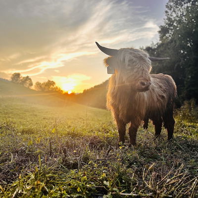 Willie profile picture