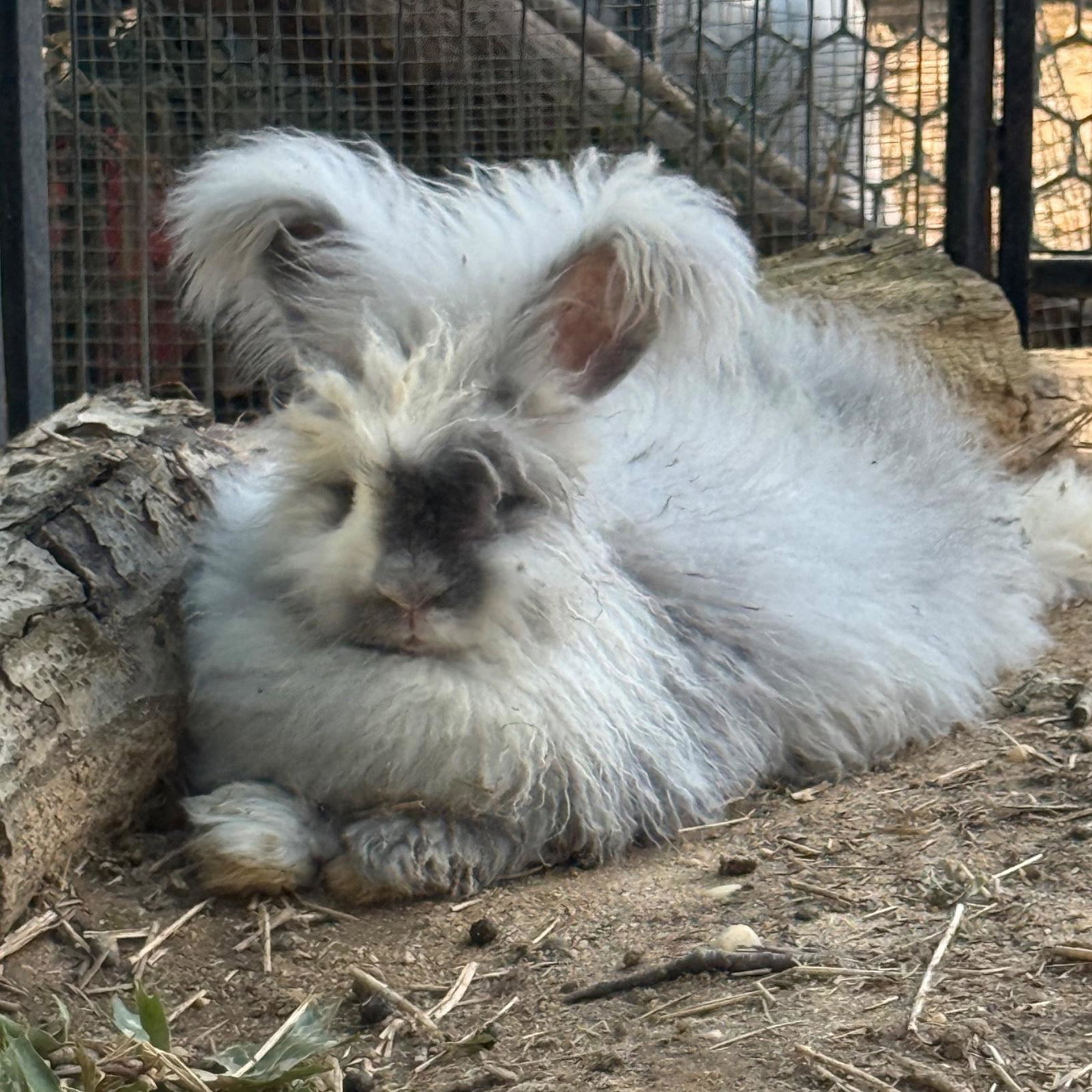 Pengiun