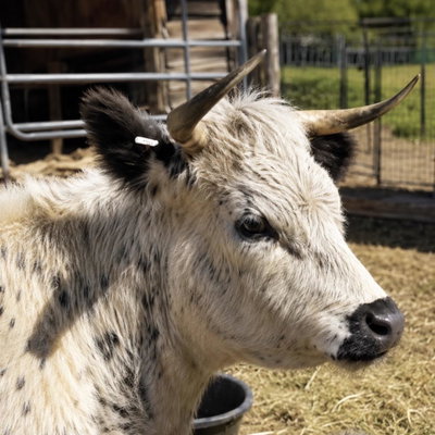 JTMC Dottie profile picture