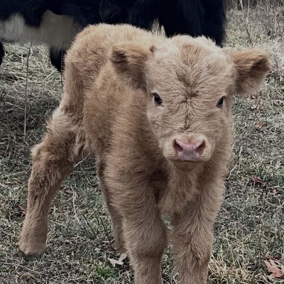 Remington profile picture