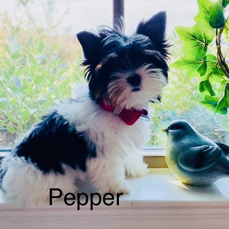 Pepper profile picture