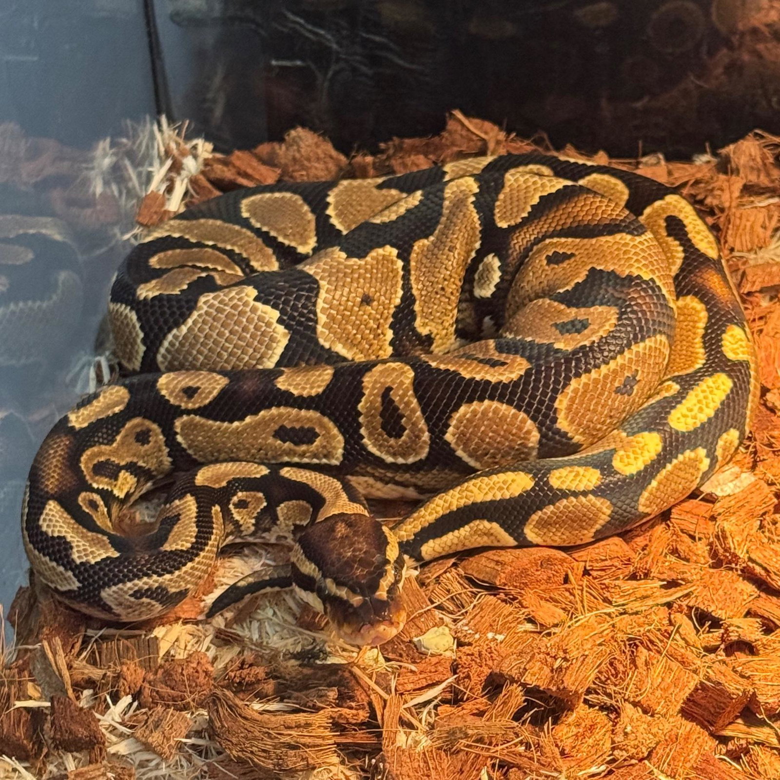 Monty the python