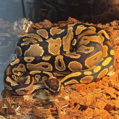 Monty the python profile picture
