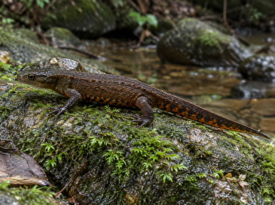 Hong Kong warty newt