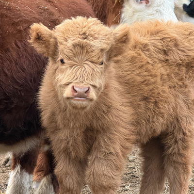 Cinnamon profile picture