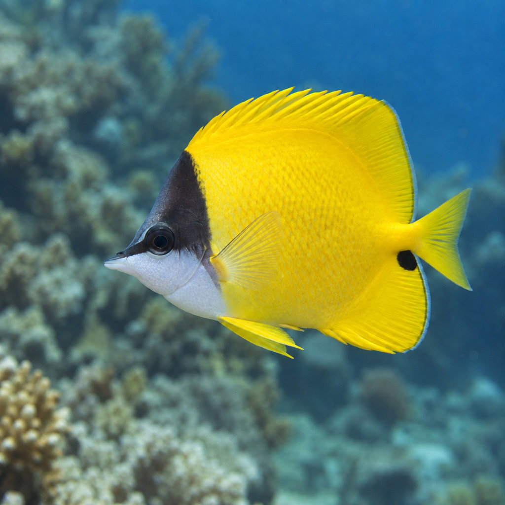 forcepsfish