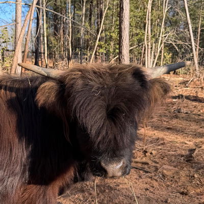 Wigs profile picture