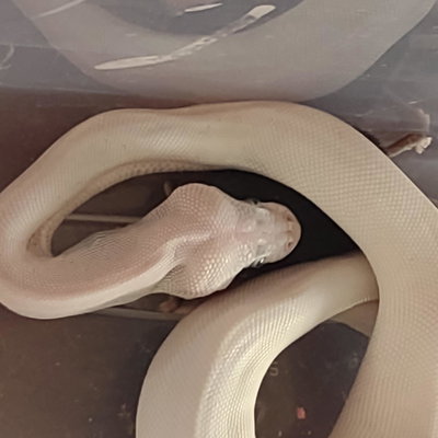 Ivy profile picture